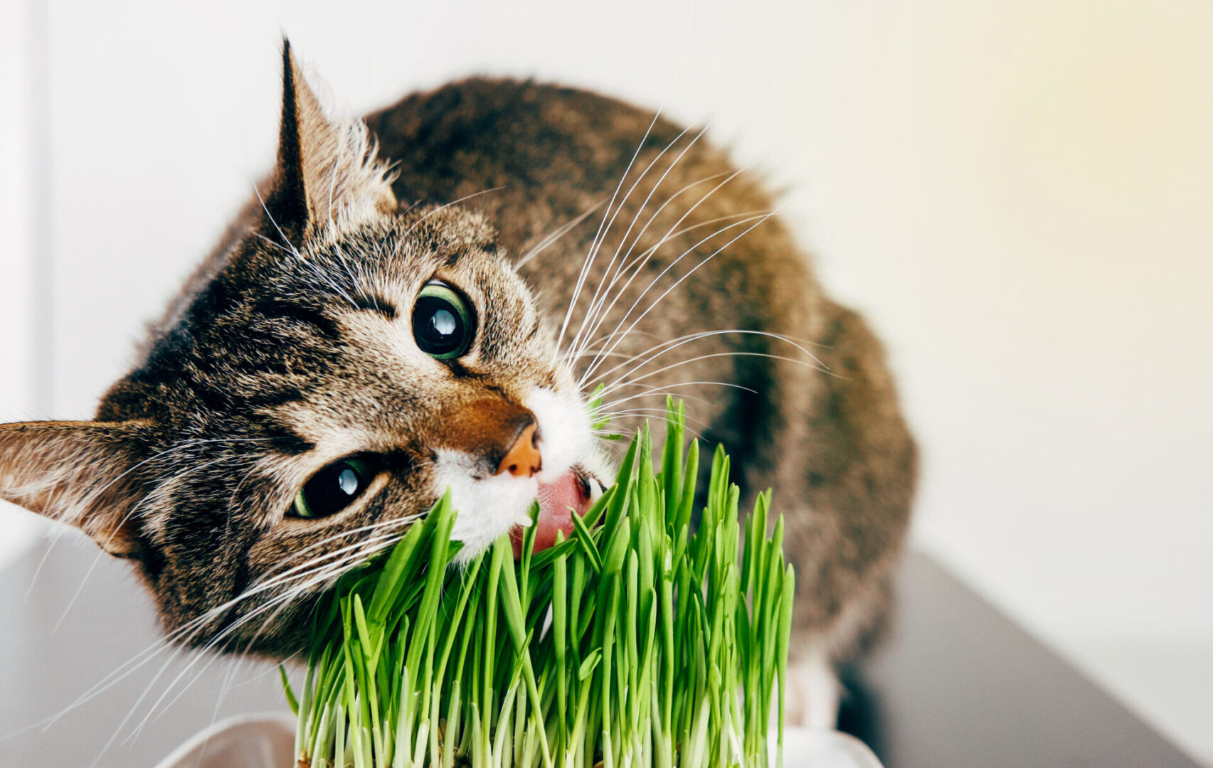 alimentação de gatos