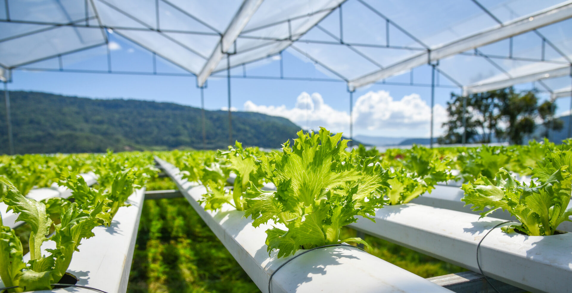 hortaliças cultivadas no sistema hidropônico