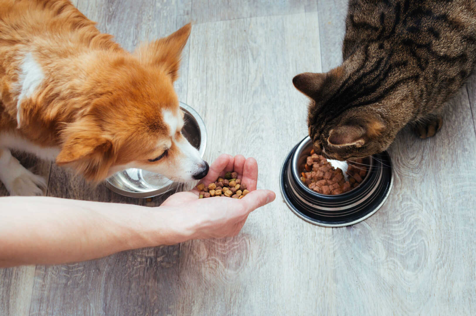 alimentação de pets