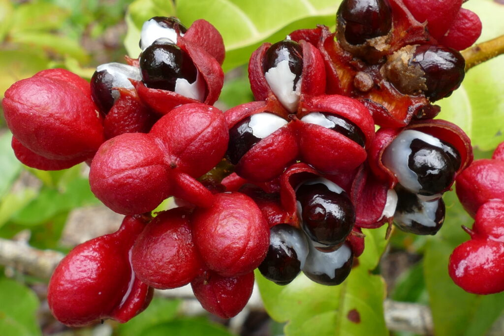 Arbustos selvagens de guaraná com frutas